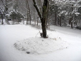CIMG6336.JPG