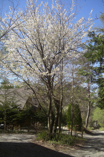 CIMG6473.JPG