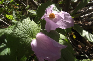 CIMG6539.JPG