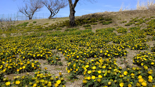 DSCF0368.JPG