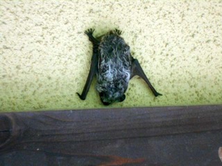 DSCN0984.JPG