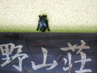 DSCN0986.JPG