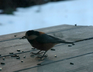 DSC_1103.JPG