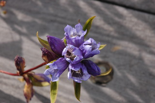 DSC_1195.JPG