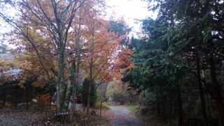 IMG_20181106_074815.jpg